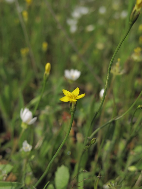 Cicendia filiformis